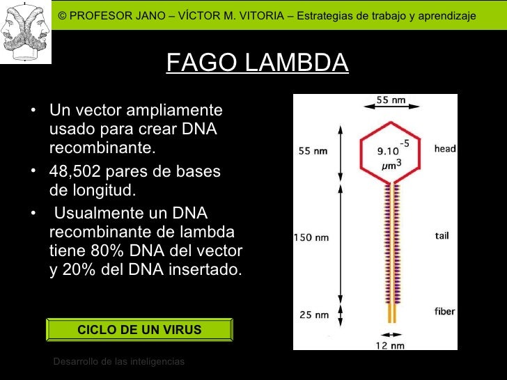 fago lambda